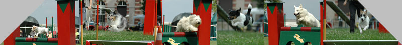 Photos de chiens sur parcours d'Agility (C) Alexandre - APPL - Photographe Canin Indpendant