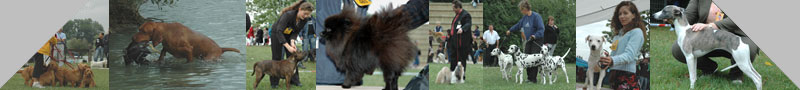 Photos de chiens lors de concours de Chiens de Race/Beaut (C) Alexandre - APPL - Photographe Canin Indpendant
